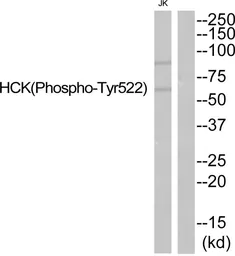 Anti-HCK (phospho Tyr521) antibody used in Western Blot (WB). GTX55374