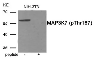 Anti-TAK1 (phospho Thr187) antibody used in Western Blot (WB). GTX55383