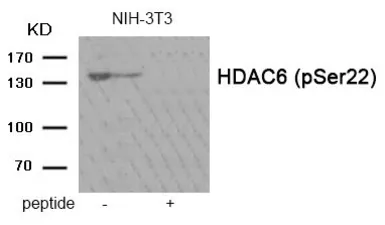 Anti-HDAC6 (phospho Ser22) antibody used in Western Blot (WB). GTX55403