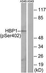 Anti-HBP1 (phospho Ser402) antibody used in Western Blot (WB). GTX55436