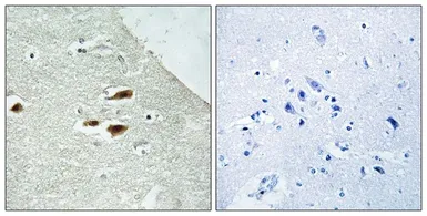 Anti-PER2 (phospho Ser662) antibody used in IHC (Paraffin sections) (IHC-P). GTX55438
