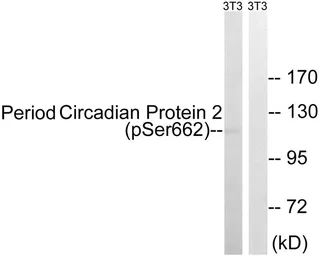 Anti-PER2 (phospho Ser662) antibody used in Western Blot (WB). GTX55438