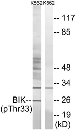 Anti-BIK (phospho Thr33) antibody used in Western Blot (WB). GTX55442
