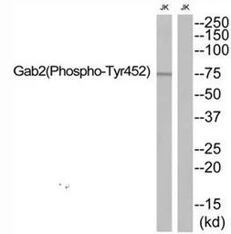 Anti-GAB2 (phospho Tyr452) antibody used in Western Blot (WB). GTX55444