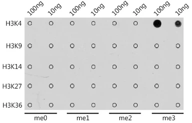 Anti-Histone H3K4me3 (Tri-methyl Lys4) antibody used in Dot blot (Dot). GTX55482