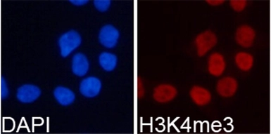 Anti-Histone H3K4me3 (Tri-methyl Lys4) antibody used in Immunocytochemistry/ Immunofluorescence (ICC/IF). GTX55482