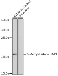 Anti-Histone H3K4me3 (Tri-methyl Lys4) antibody used in Western Blot (WB). GTX55482