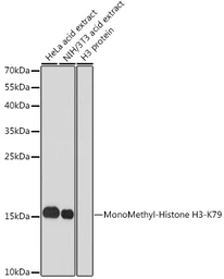 Anti-Histone H3K79me1 (mono-methyl Lys79) antibody used in Western Blot (WB). GTX55483