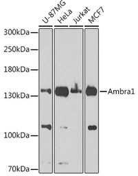 Anti-AMBRA1 antibody used in Western Blot (WB). GTX55507