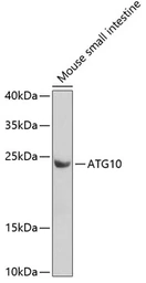 Anti-ATG10 antibody used in Western Blot (WB). GTX55523