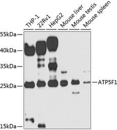 Anti-ATP synthase B1 antibody used in Western Blot (WB). GTX55525