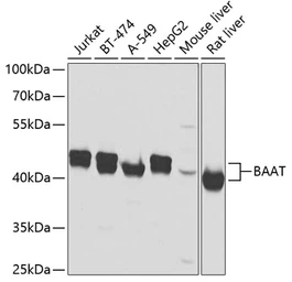 Anti-BAAT antibody used in Western Blot (WB). GTX55529