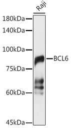 Anti-BCL6 antibody used in Western Blot (WB). GTX55534