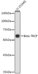 Anti-beta-TrCP antibody used in Western Blot (WB). GTX55536