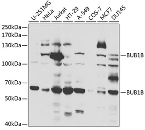 Anti-BUB1B antibody used in Western Blot (WB). GTX55541