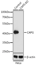 Anti-CAPG antibody used in Western Blot (WB). GTX55547