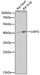 Anti-CAPG antibody used in Western Blot (WB). GTX55547