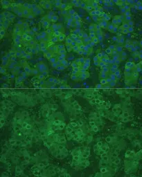 Anti-CBS antibody used in IHC (Paraffin sections) (IHC-P). GTX55551