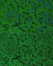 Anti-CBS antibody used in IHC (Paraffin sections) (IHC-P). GTX55551