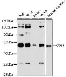 Anti-CD27 antibody used in Western Blot (WB). GTX55555