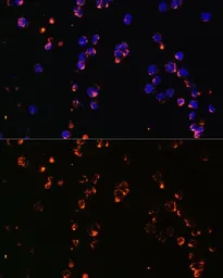 Anti-CD27 antibody used in Immunocytochemistry/ Immunofluorescence (ICC/IF). GTX55555