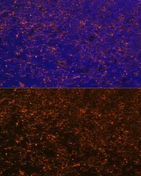 Anti-CD27 antibody used in IHC (Paraffin sections) (IHC-P). GTX55555