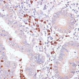 Anti-CD82 antibody used in IHC (Paraffin sections) (IHC-P). GTX55563