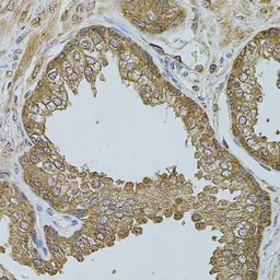 Anti-CHRFAM7A antibody used in IHC (Paraffin sections) (IHC-P). GTX55571