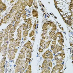Anti-CHRFAM7A antibody used in IHC (Paraffin sections) (IHC-P). GTX55571