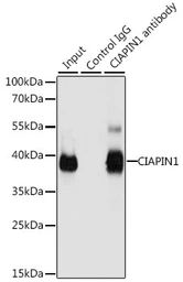 Anti-CIAPIN1 antibody used in Immunoprecipitation (IP). GTX55572