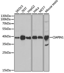 Anti-CIAPIN1 antibody used in Western Blot (WB). GTX55572