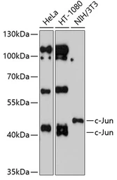 Anti-c-Jun antibody used in Western Blot (WB). GTX55573