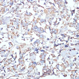 Anti-COX5A antibody used in IHC (Paraffin sections) (IHC-P). GTX55578