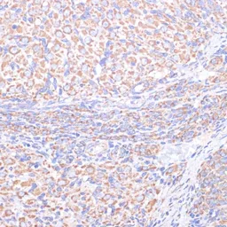 Anti-COX5A antibody used in IHC (Paraffin sections) (IHC-P). GTX55578