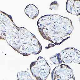 Anti-CYP1A1 antibody used in IHC (Paraffin sections) (IHC-P). GTX55582