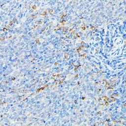 Anti-CYP1A1 antibody used in IHC (Paraffin sections) (IHC-P). GTX55582