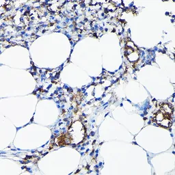 Anti-CYP1A1 antibody used in IHC (Paraffin sections) (IHC-P). GTX55582