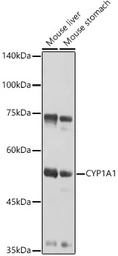 Anti-CYP1A1 antibody used in Western Blot (WB). GTX55582