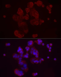 Anti-DKK3 antibody used in Immunocytochemistry/ Immunofluorescence (ICC/IF). GTX55588