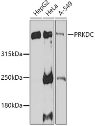 Anti-DNA-PKcs antibody used in Western Blot (WB). GTX55593