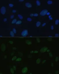 Anti-DNA-PKcs antibody used in Immunocytochemistry/ Immunofluorescence (ICC/IF). GTX55593
