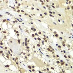 Anti-DNA-PKcs antibody used in IHC (Paraffin sections) (IHC-P). GTX55593
