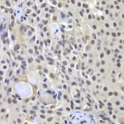 Anti-DNA-PKcs antibody used in IHC (Paraffin sections) (IHC-P). GTX55593