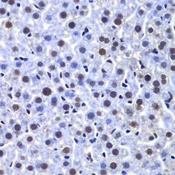 Anti-DNA-PKcs antibody used in IHC (Paraffin sections) (IHC-P). GTX55593