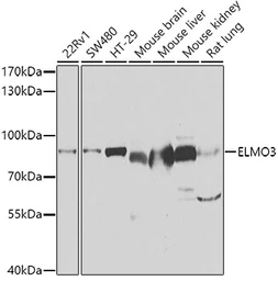Anti-ELMO3 antibody used in Western Blot (WB). GTX55603