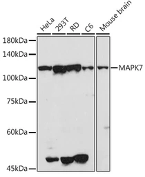 Anti-ERK5 antibody used in Western Blot (WB). GTX55608