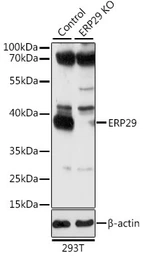 Anti-ERP29 antibody used in Western Blot (WB). GTX55609