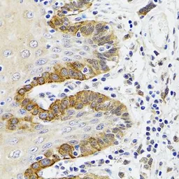 Anti-ESD antibody used in IHC (Paraffin sections) (IHC-P). GTX55610