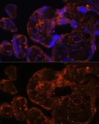 Anti-Factor IX antibody used in IHC (Paraffin sections) (IHC-P). GTX55612