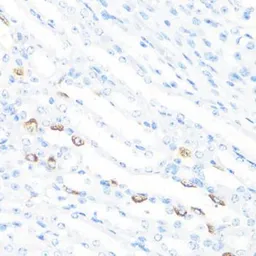 Anti-FGF10 antibody used in IHC (Paraffin sections) (IHC-P). GTX55619